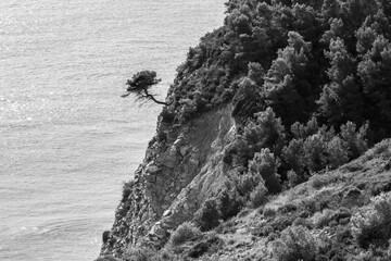 Lone tree stands resilient against waves of the Mediterranean Sea