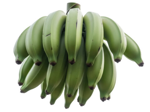 Isolated bunch of green plantain fruit ready to cook, a tropical starchy carbohydrate source food