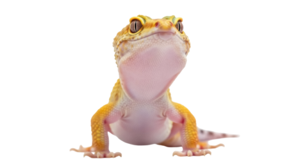 Isolated gecko with yellow skin and pink belly looks up, standing on four small legs