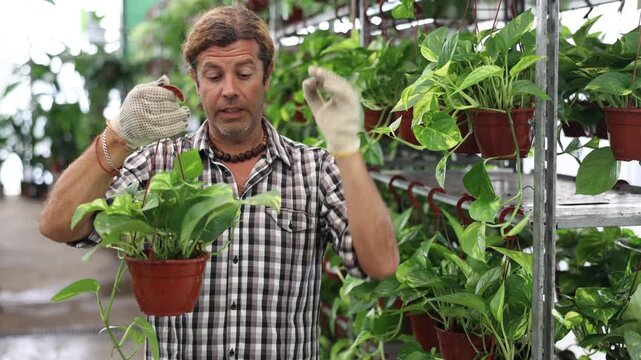 Salesman of flower shop near shelf with pothos tutor chooses pot with plant to send for customer. High quality 4k footage