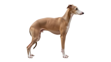 Isolated Italian greyhound stands still as it looks to its right with a neutral expression