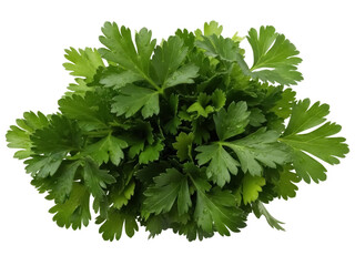 Isolated fresh curled parsley bunch for cooking and garnishing, vibrant green color