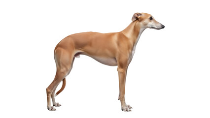 Isolated fawn and tan greyhound standing still with relaxed posture, full body shot