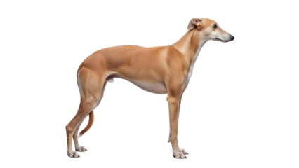 Isolated fawn and tan greyhound standing still with relaxed posture, full body shot