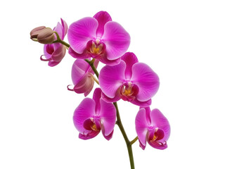 Isolated phalaenopsis orchid spray with pink flowers, delicate blooms and buds, beauty, spa