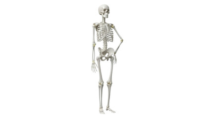 Isolated skeleton anatomy standing, human skeletal system, medicine and health concept