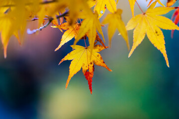 yellow autumn leaves