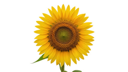 Isolated Sunflower Blossom Head on Stem, Agriculture Seed Bloom Flower, Close-Up, Yellow Petals