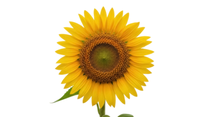 Isolated Sunflower Blossom Head on Stem, Agriculture Seed Bloom Flower, Close-Up, Yellow Petals