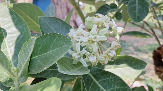 A closeup view of bright white crown flowers or aak blossoms during spring or summer days