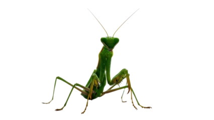 Isolated predatory mantis posing, up close, looking up, green insect outdoors with antennae