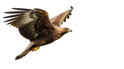Isolated Golden Eagle in flight, wild predator bird gliding, soaring with spread wings