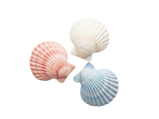 Isolated collection of three scallop seashells displaying variety in form and color