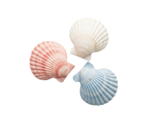 Isolated collection of three scallop seashells displaying variety in form and color