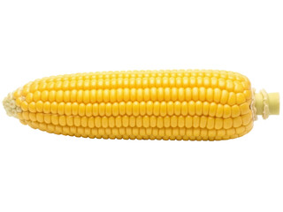 Isolated ear of golden corn, fresh vegetable on a white background, simple food object
