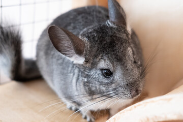 Grey chinchilla is sitting and looking at you. Cute animal and adorable pet. Fluffy creature that loves you.