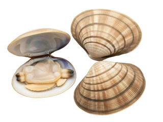 Isolated assortment of three fresh clams, one open, with striped shells on a clear surface
