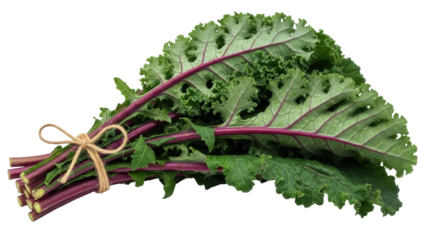 Isolated fresh kale with red stalks, bunch of purple kale with leaves, green leafy vegetable