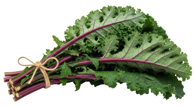 Isolated fresh kale with red stalks, bunch of purple kale with leaves, green leafy vegetable