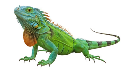 Isolated Green Iguana reptile standing with vibrant skin and long tail on background