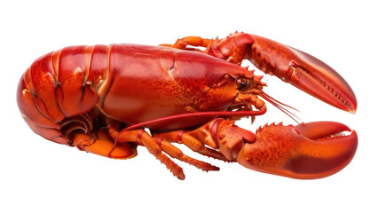 Isolated cooked lobster fresh from the ocean lying ready to eat seafood meal shellfish gourmet