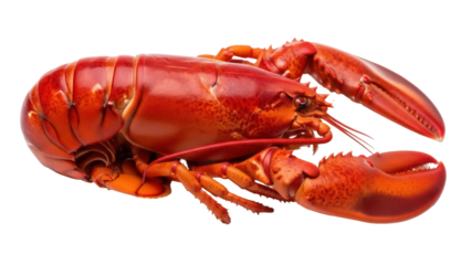 Isolated cooked lobster fresh from the ocean lying ready to eat seafood meal shellfish gourmet
