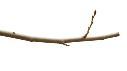 Isolated tree branch with emerging buds signaling the spring season's start and nature's awakening