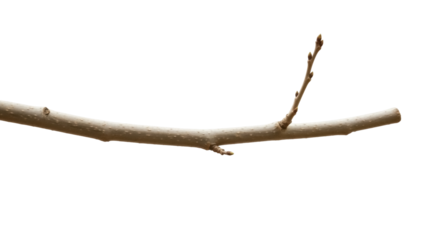 Isolated tree branch with emerging buds signaling the spring season's start and nature's awakening