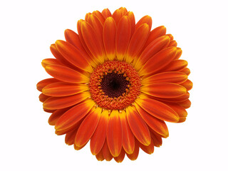 A vibrant orange gerbera daisy flower with a dark center on a pure white background.