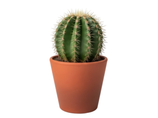 Isolated barrel cactus in a pot, an evergreen plant suitable for xeriscaping and gardens