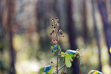 Close-up of idyllic woodland at German village of Zeppelinheim on a sunny autumn day. Photo taken November 22nd, 2025, Frankfurt am Main, Germany.