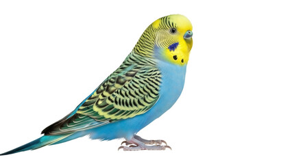 Isolated Budgerigar standing, a colorful pet parakeet, popular and friendly bird species