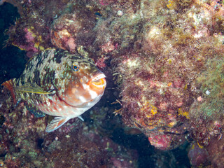 タイノエが寄生している。
ブダイ, Parrotfish, Calotomus japonicus, ブダイ科,
他の群れ。
ヒリゾ浜南伊豆町中木
静岡県伊豆半島-2025
日本有数のシュノーケリングスポット。
夏の数カ月間だけ渡し船で行ける。
水質透明度魚影が素晴らしい。

