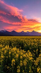 Field of yellow flowers under a vibrant sunset sky with silhouetted mountains