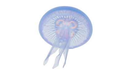 Isolated translucent moon jellyfish with visible internal anatomy against blank canvas