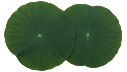 Isolated pair of fresh green lotus leaves, representing health, nature, and well-being