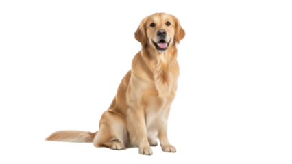 Isolated golden retriever sitting pretty looking at the camera with its mouth open and tongue showing