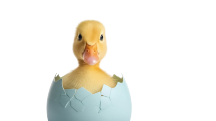 Isolated yellow fluffy duckling emerging from a cracked light-blue eggshell, baby animal concept