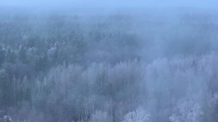 A cold fog moves over the forest on a winter morning, forming frost - Powered by Adobe