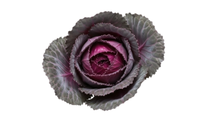 Isolated Ornamental cabbage Brassica oleracea vegetable plant, edible flower close-up view