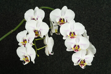 Luxurious branch of white orchid flower Phalaenopsis, known as  Moth Orchid or Phal on black background