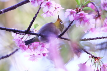 桜の蜜を吸うメジロ