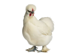 Isolated Silkie chicken posing in studio, fluffy fowl on clear background, breed with soft feathers
