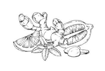 Ginger, mint and lemon vector illustration. Hand-drawn ink sketch. Design elements for drink labels, menus, and recipes.