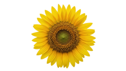 Isolated Yellow Sunflower Head Summer Bloom Close-up Agricultural Flower Field Farming Crop