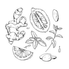 Ginger, mint and lemon set of vector illustration. Hand-drawn ink sketches. Design elements for drink labels, menus, and recipes.