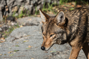 Closeup of wild coyote warily walking by.  Photograph taken at Griffith Park in Los Angeles, California. 