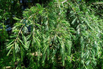 Close-up of green needles of Himalayan cedar (Cedrus Deodara, Deodar) growing in Adler resort. Beautiful natural green background for any design.