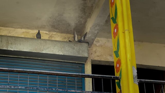 Two pigeons engage in a brief scuffle on a dusty building ledge beneath a concrete ceiling, while closed blue shutters and a painted yellow pillar frame the scene.