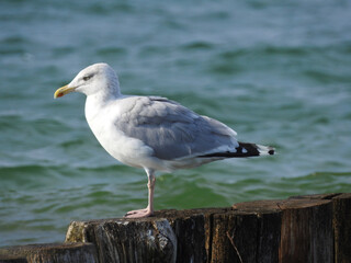 seagull on the beach